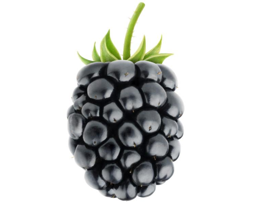 Capella "Blackberry"