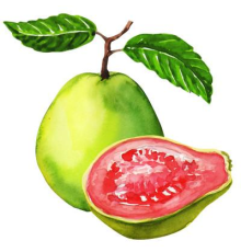 Sweet Guava [CAP]