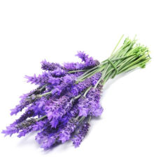 Lavender TPA